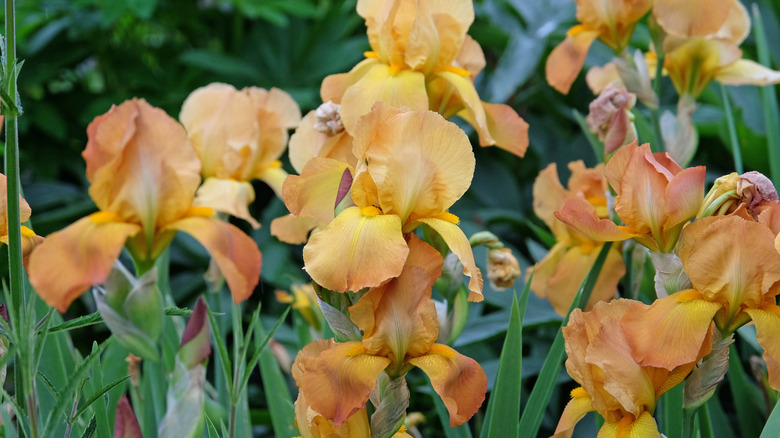 Peachy-orange bearded iris blooms