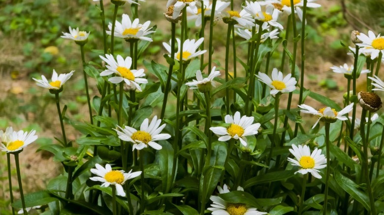 A stand of dense shasta daisies