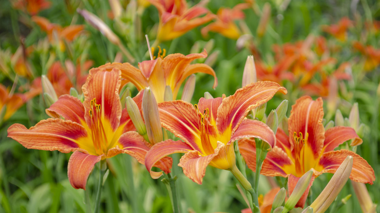 Cutting off a wilted daylily bloom