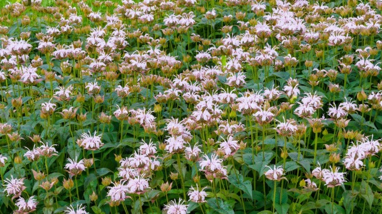 A mass planting of bee balm