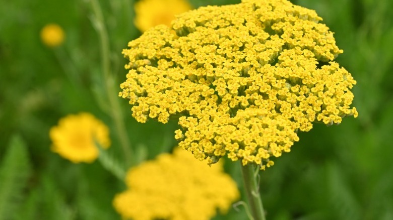 A closeup of yarrow in garden