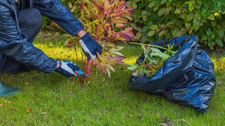 Cutting back a peony in autumn
