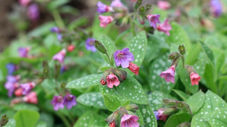 Closeup of delicate lungwort multi-colored blooms