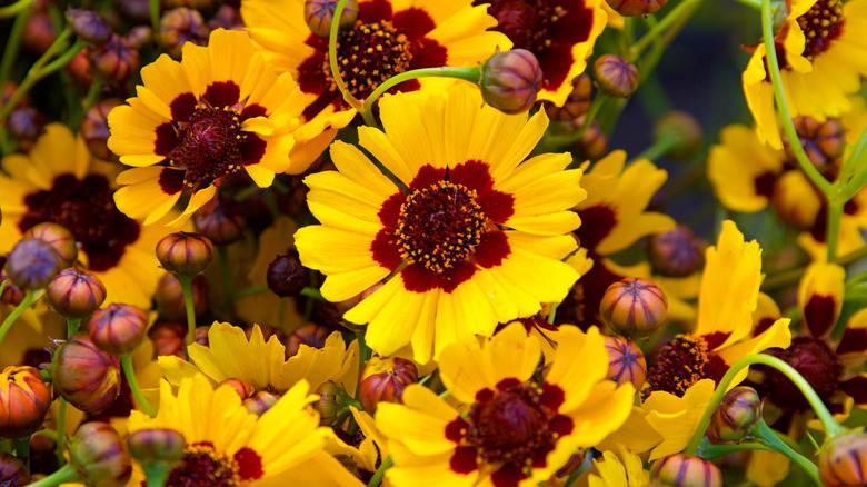 coreopsis plants in bloom