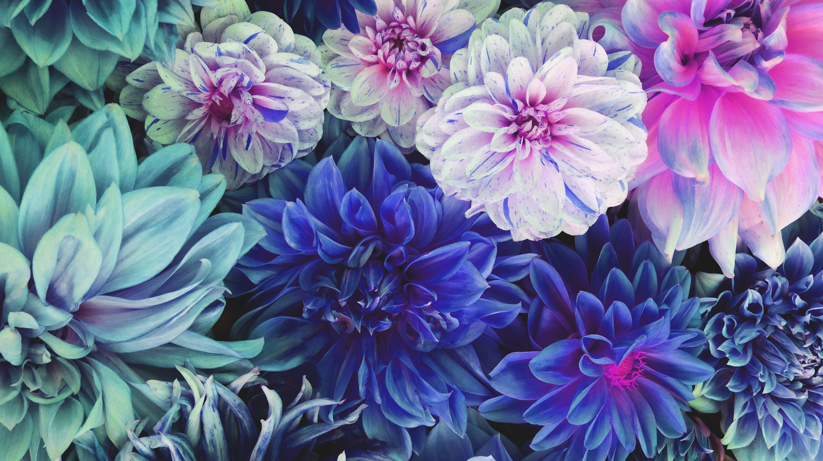 15 Perennials That Bloom With Purple Flowers