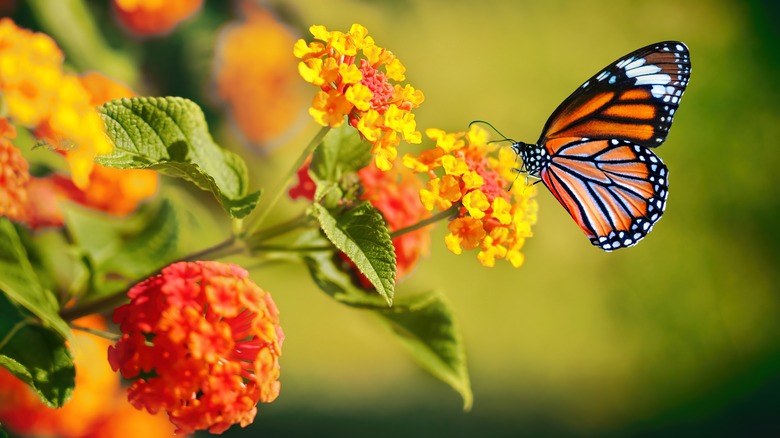 lantana blooming