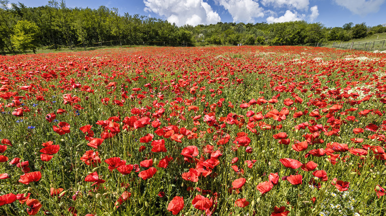 Red poppies in a field 