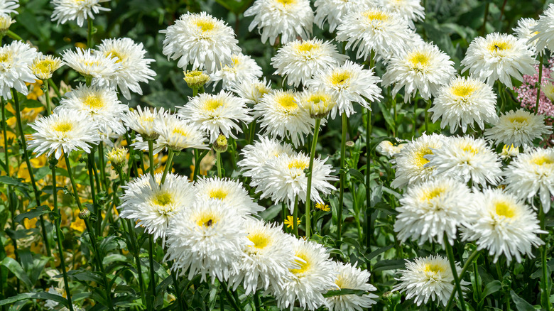 shasta daisies 