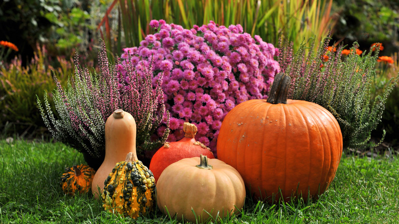 gourds among autumn flowers