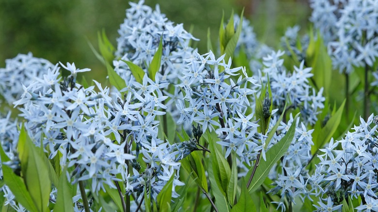Amsonia also known as bluestar.