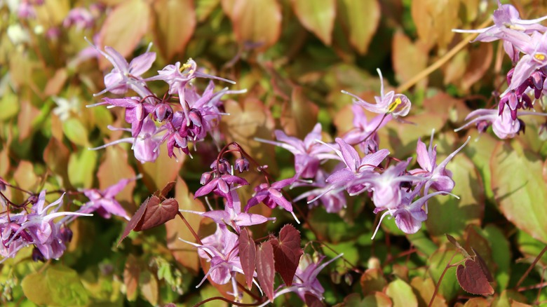 Pink barrenwort flowers in spring.