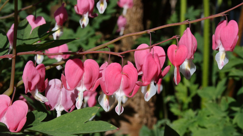 Pink bleeding hearts in bloom.