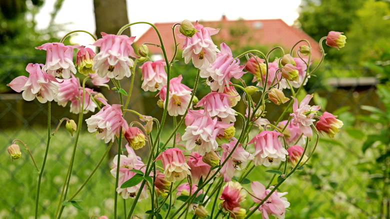 Pink columbines in bloom.