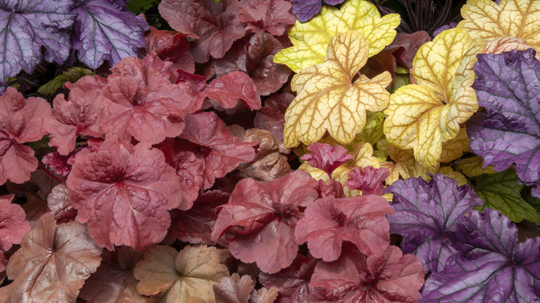 Coral bells with colorful foliage.