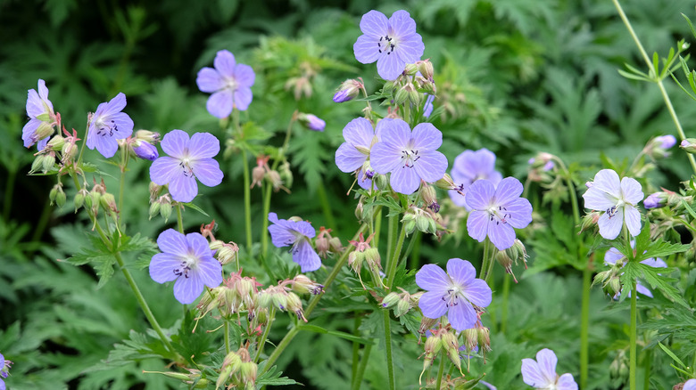 Cranesbill geraniums in bloom.