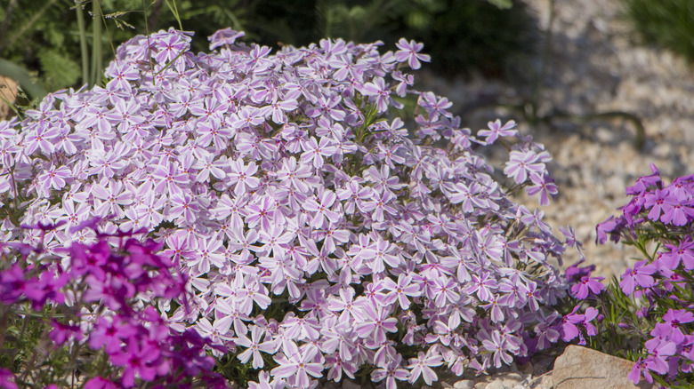 Pink and purple creeping phlox in bloom.