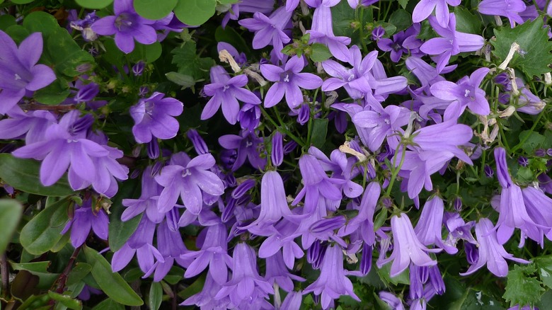 Purple bellflower in bloom.