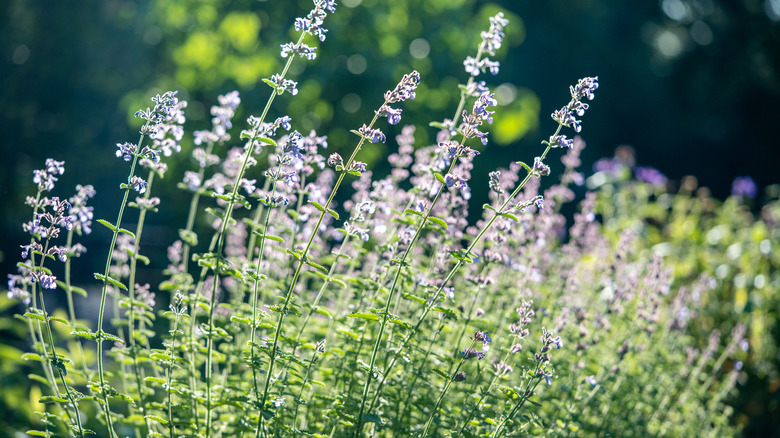 Flowering cat mint in spring.