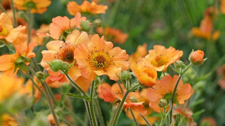 Orange geum in bloom.