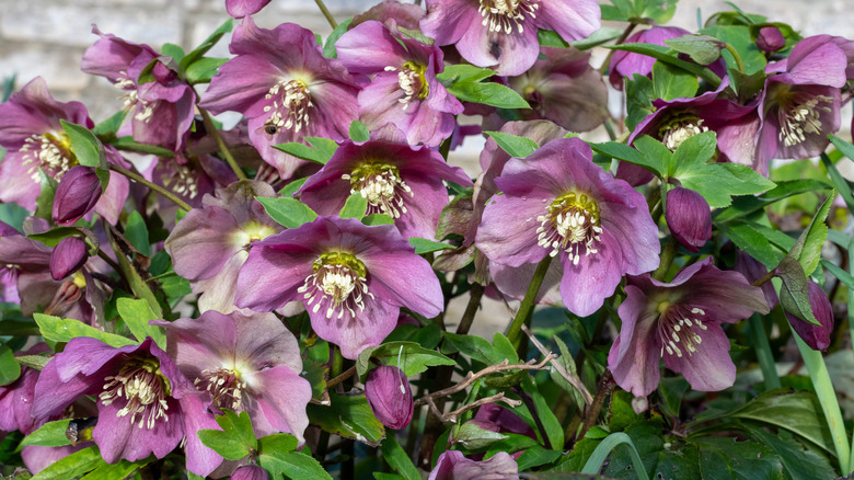 Dark pink hellebores in bloom.