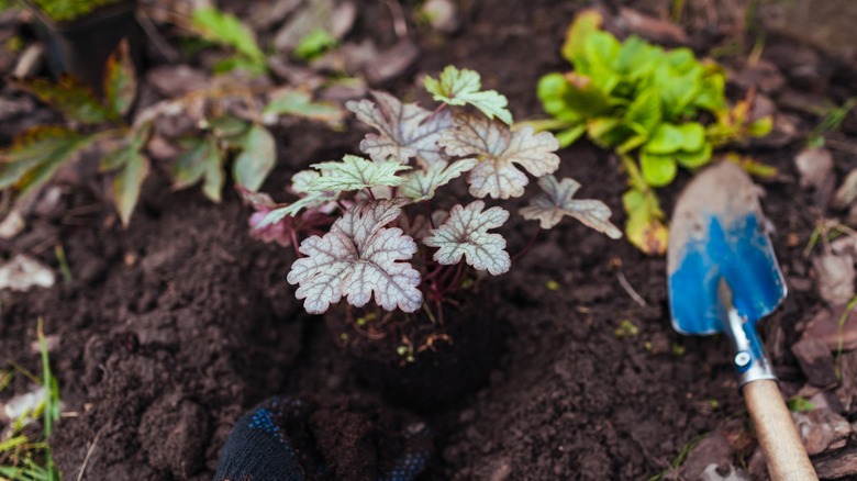 Planting heuchera in garden in fall.