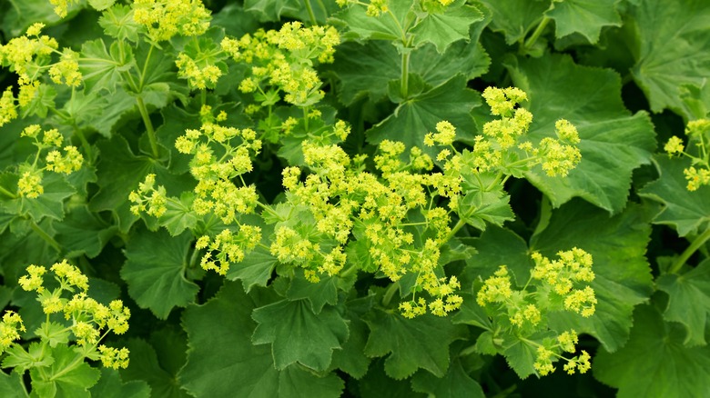 Lady's mantle blooming in spring.