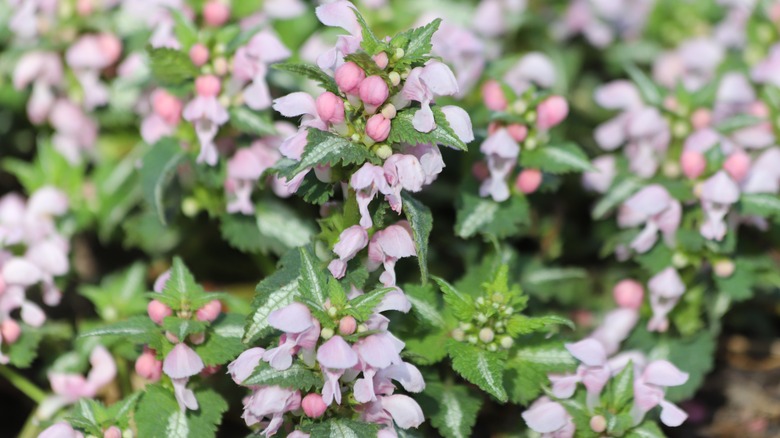 Pink dead nettle (lamium).