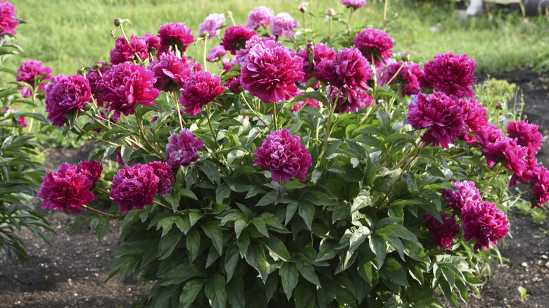 Hot pink peonies blooming.