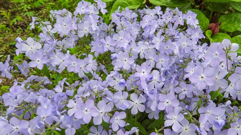 Woodland phlox in bloom.