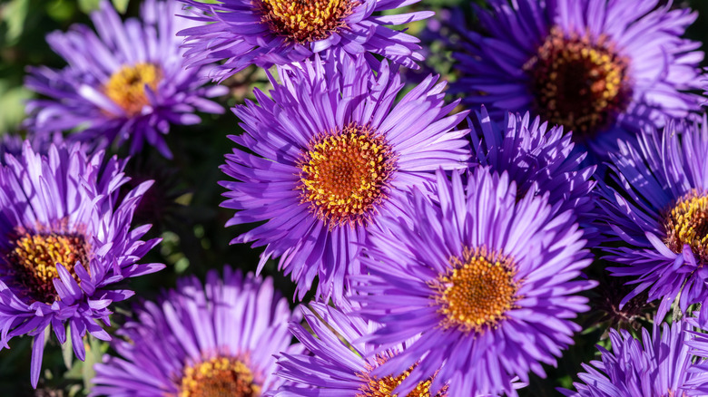 Cluster of bright purpler aster flowers in the sun