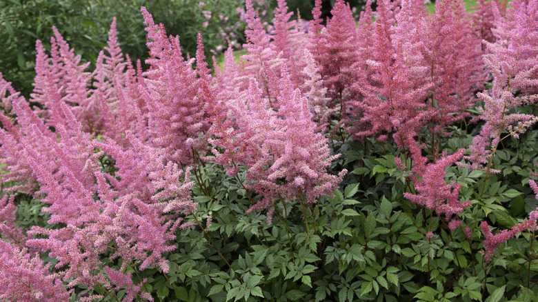 Pink astilbe flowers blooming on tall spikes over green foliage
