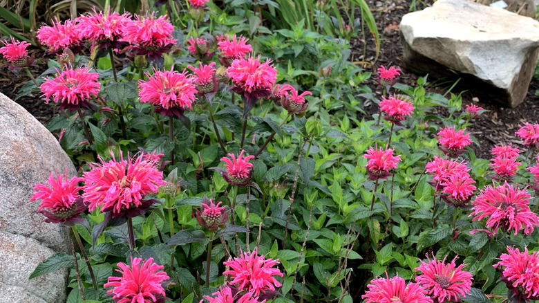 Pink bee balm flowers blooming over green foliage in a flower bed with large, decorative rocks