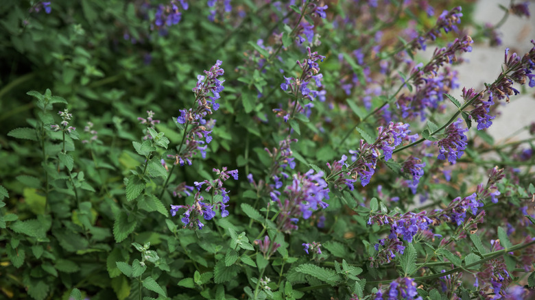 Purple catmint flowers blooming with green foliage in a garden bed