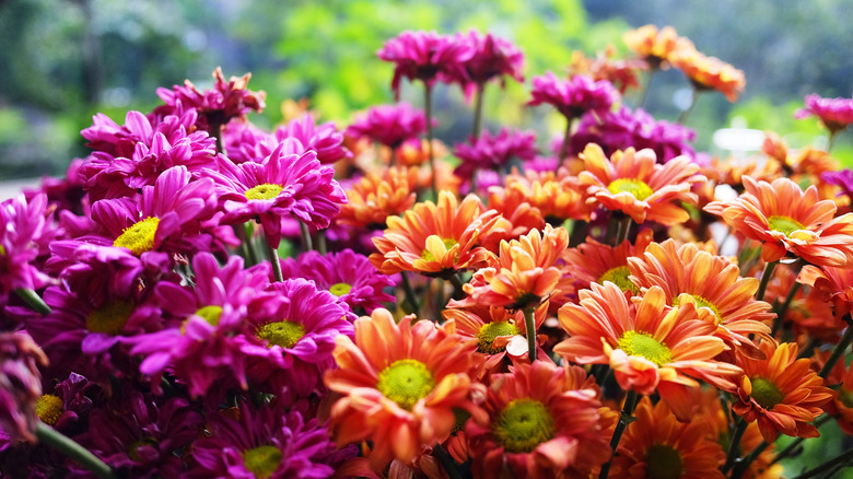 Pink and orange chrysanthemums blooming in a garden bed