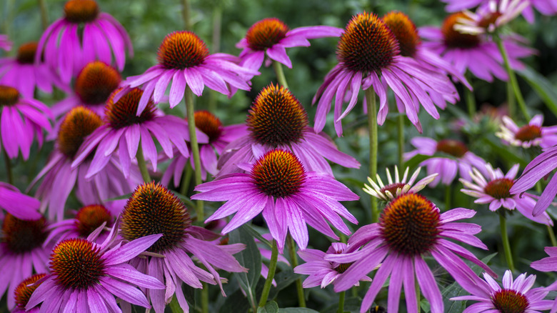 Purple coneflowers blooming in a flower bed
