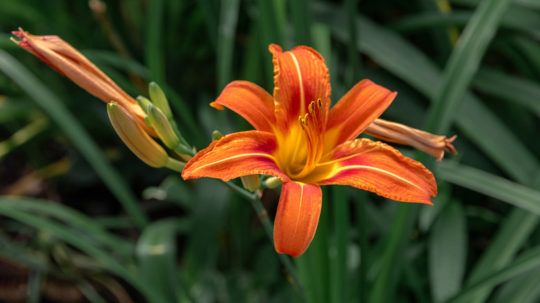 Close up of a single open daylily flower with unopened buds over dark green foliage