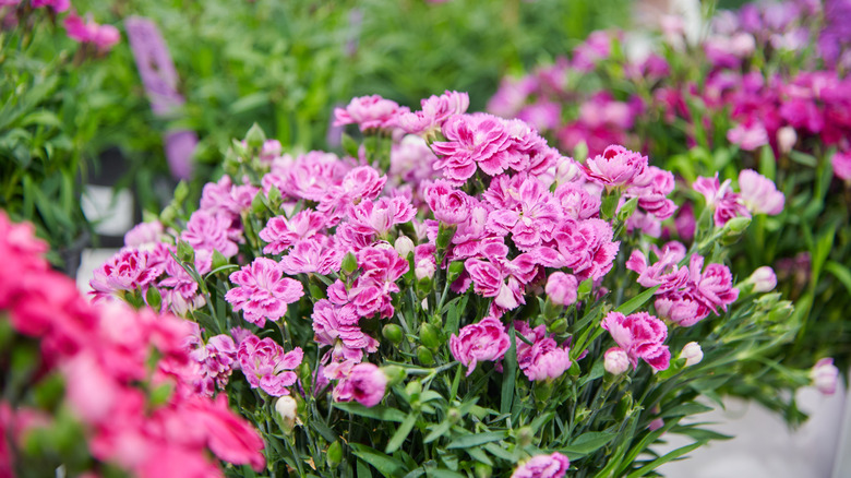 Dianthus growing in neat clumps in a raised garden bed or planter