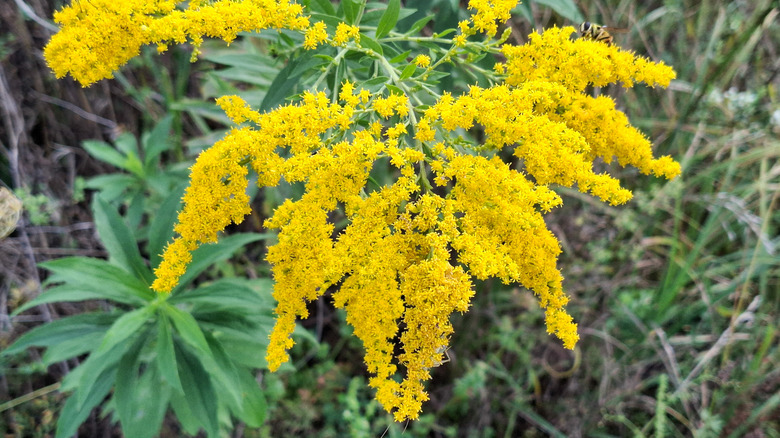 Goldenrod flowers blooming over long grass and green foliage