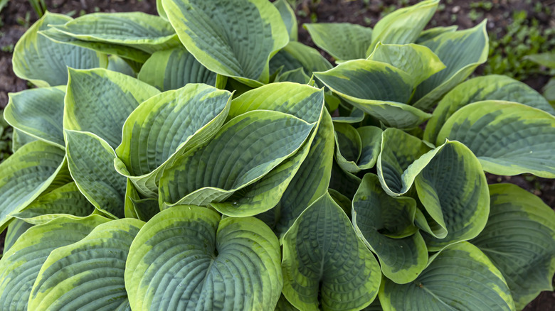 Varigated hostas in a garden bed