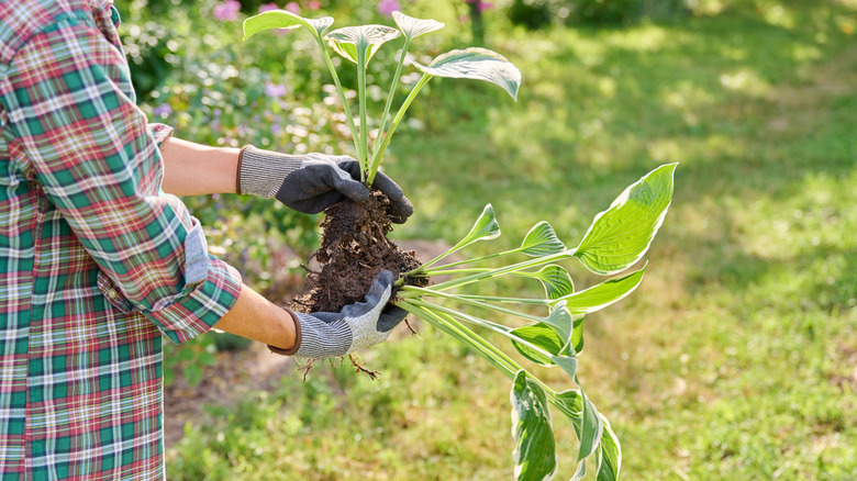 Gloved hands dividing hosta plant root ball over a green lawn in the sun
