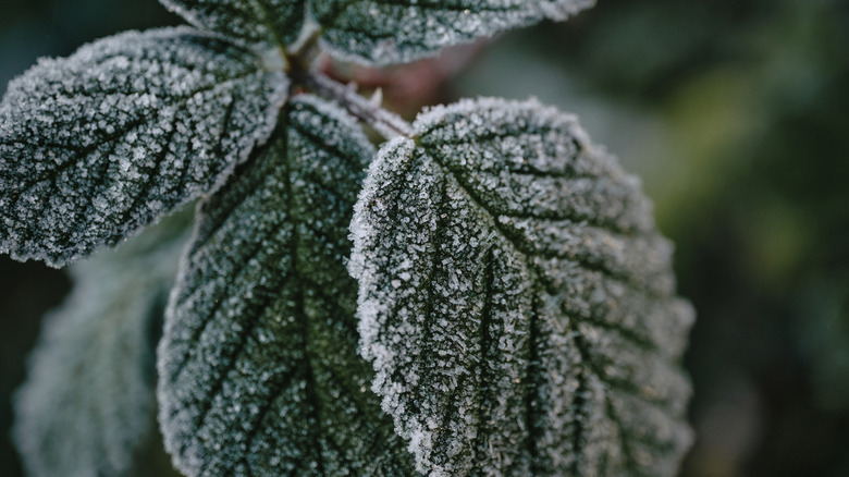 Close up of silver lamb's ear foliage