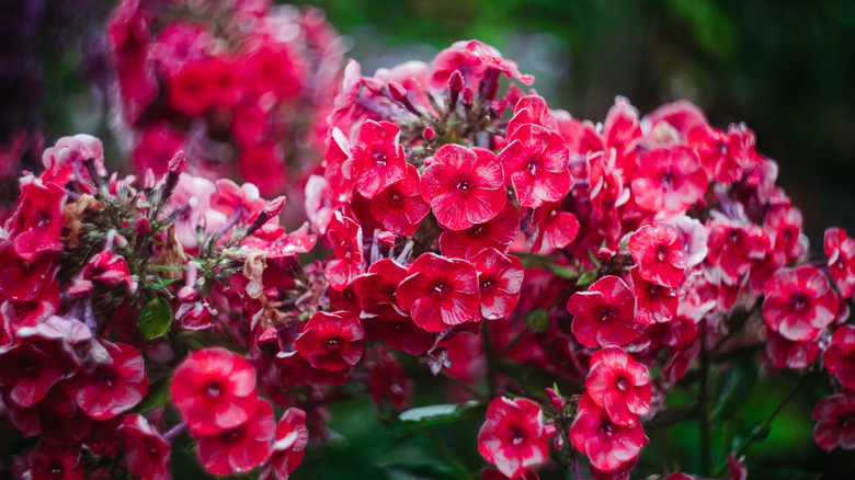 Clumps of red phlox blooming with a dark background