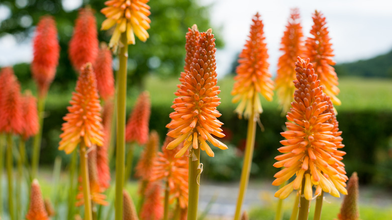 Red hot poker blooms in front of a neat garden with hedges