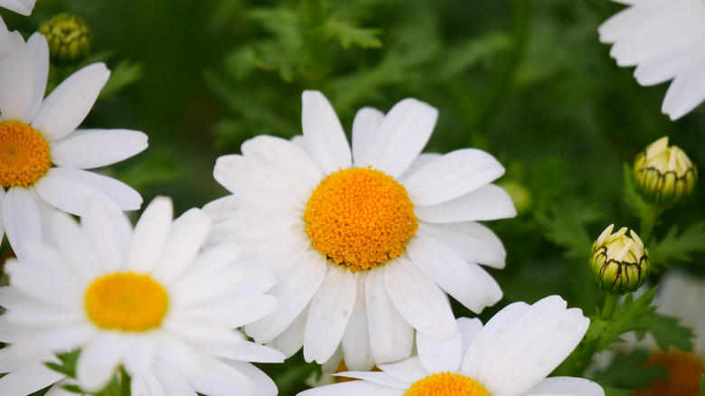 Close up of Shasta daisies with small buds