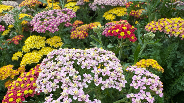 Pink, red, orange, and yellow yarrow blooming in clumps with green foliage
