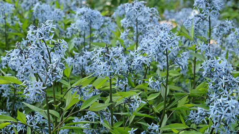 Amsonia blooming in spring.