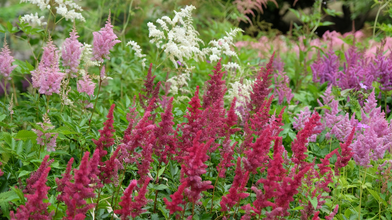 Astilbes in bloom in flower bed