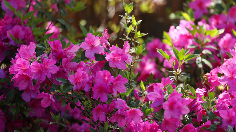 Magenta azalea in flower