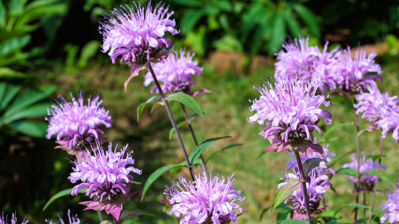 Pale lavender bee balm flowers