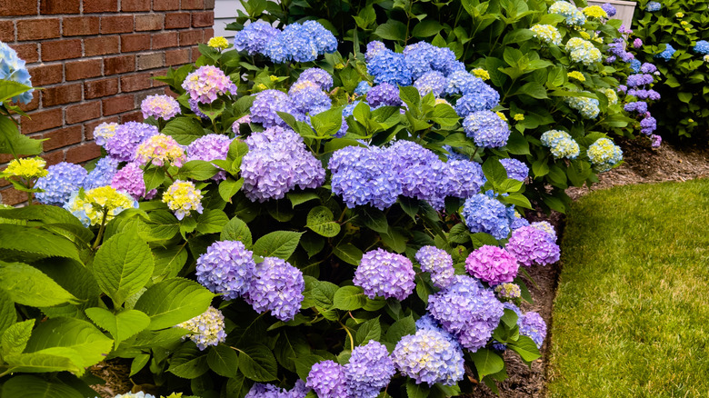 Blue and purple bigleaf hydrangeas flowering
